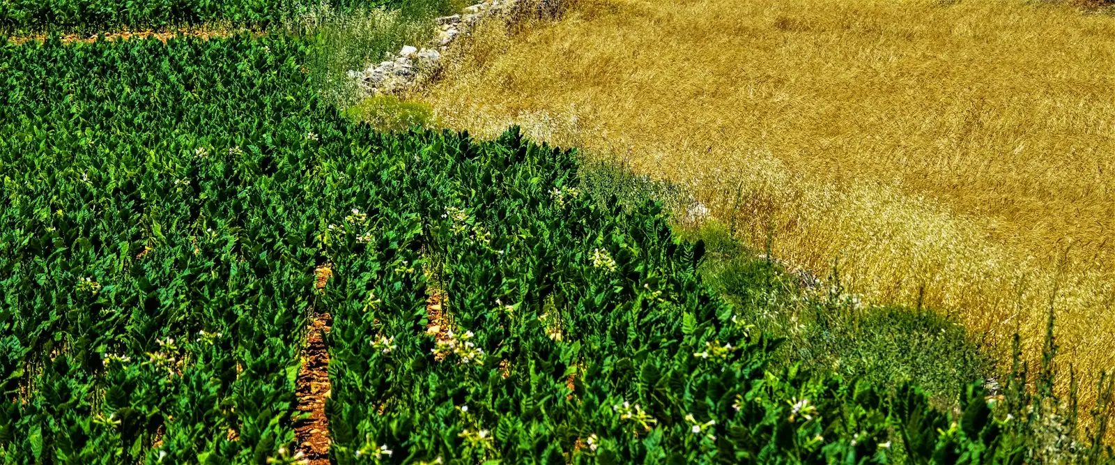Franja de cultivo verde junto a una de grano maduro