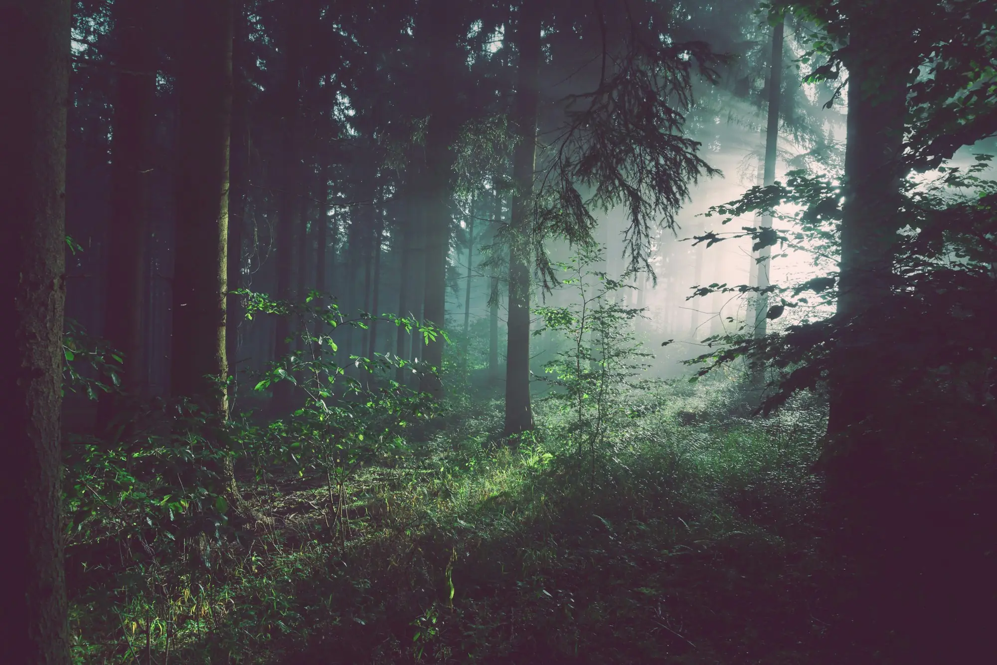 Bosque en penumbra entre la niebla